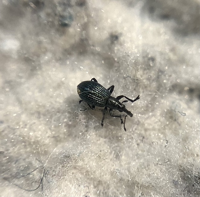 Ischnopterapion virens - lóheregyökér-cickányormányos