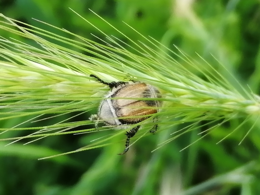 Chaetopteroplia segetum - rozsszipoly