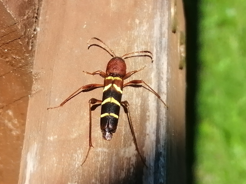 Neoclytus acuminatus - amerikai darázscincér