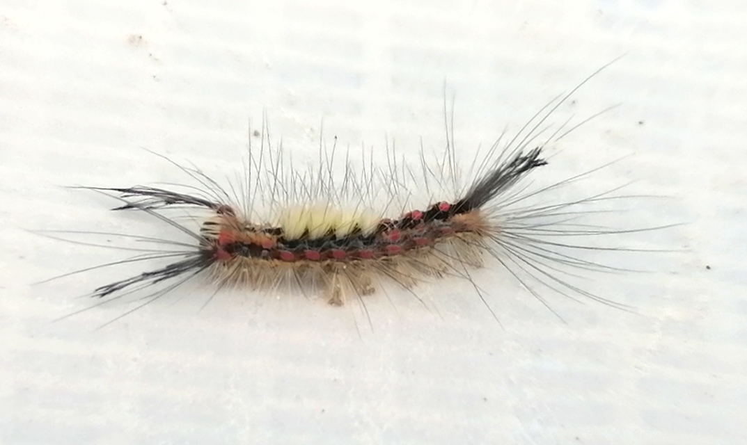Orgyia antiqua - rozsdabarna kisszövő