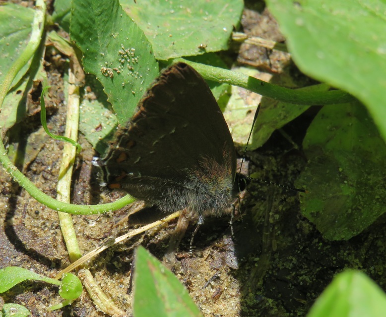 Satyrium ilicis - tölgyfa-csücsköslepke