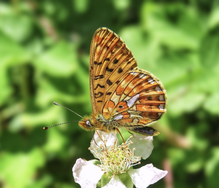 Boloria euphrosyne - árvácska-gyöngyházlepke