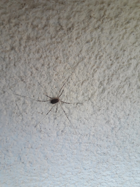 Opilio saxatilis