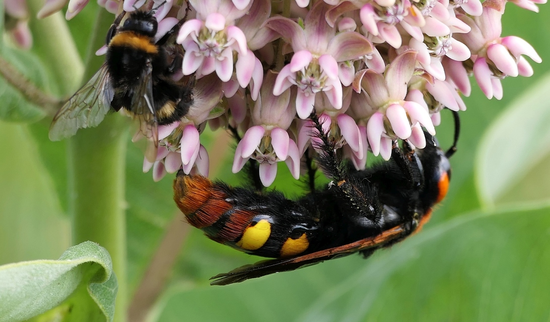 Megascolia maculata - óriás-tőrösdarázs