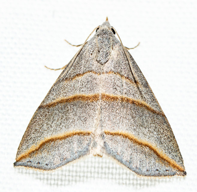 Colobochyla salicalis - háromsávos törpebagoly