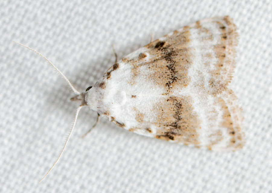 Meganola albula - fehér pamacsosszövő