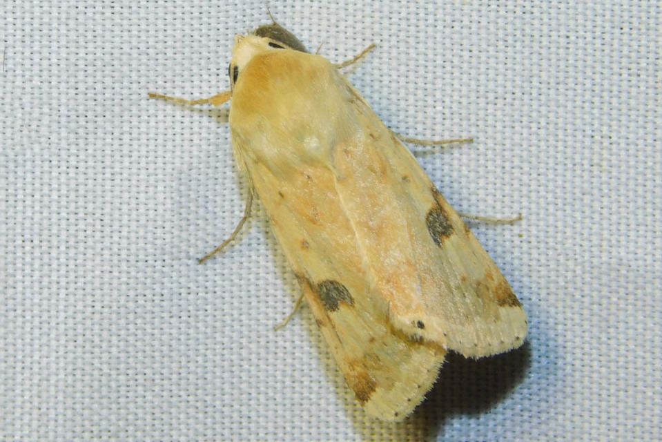 Heliothis peltigera - nagy veteménybagoly