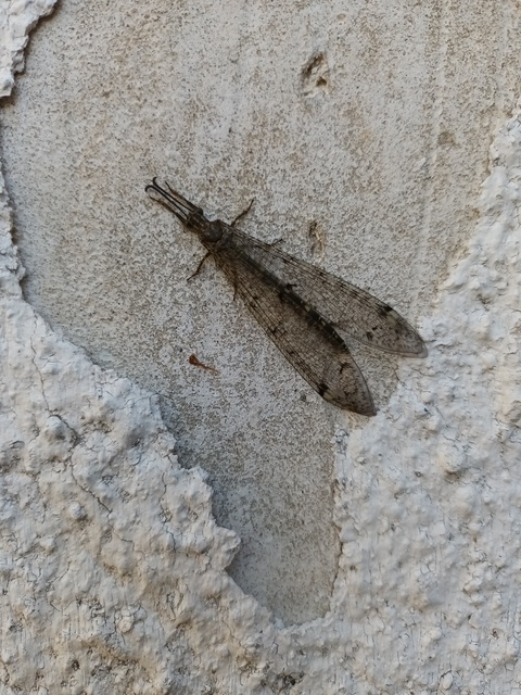 Distoleon tetragrammicus - négyfoltos hangyaleső