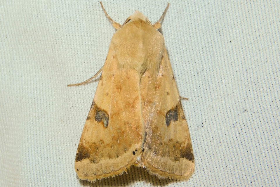 Heliothis peltigera - nagy veteménybagoly