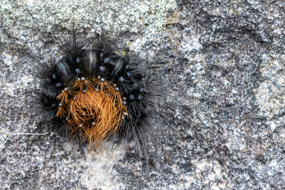 Arctia caja - közönséges medvelepke