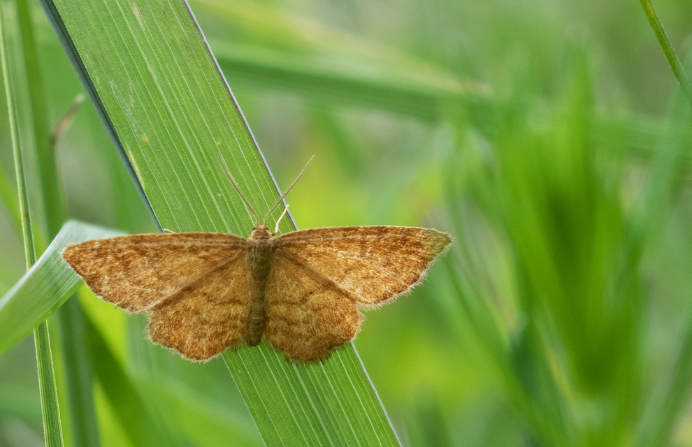 Idaea serpentata - kis sávosaraszoló