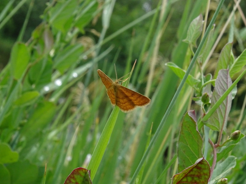 Idaea serpentata - kis sávosaraszoló