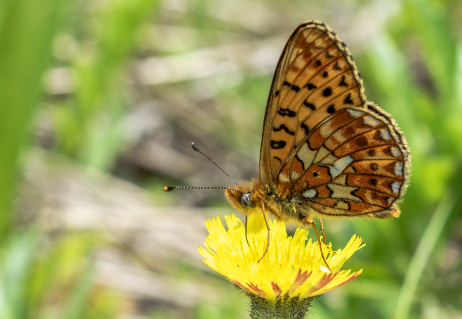 Boloria euphrosyne - árvácska-gyöngyházlepke