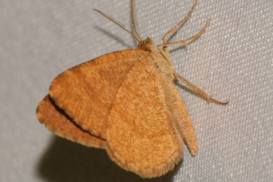 Macaria brunneata - okkermintás hegyiaraszoló
