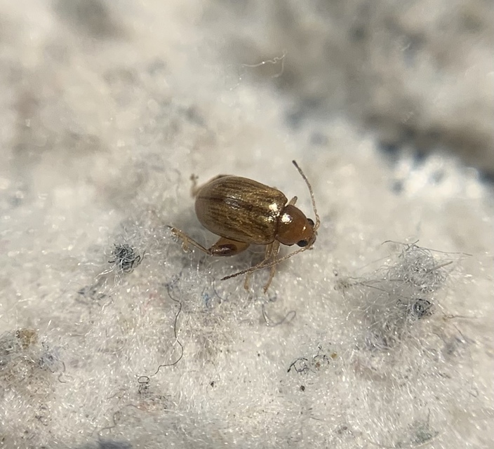 Longitarsus bertii