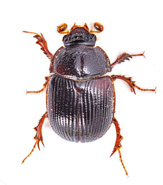 Odonteus armiger - mozgószarvú álganéjtúró
