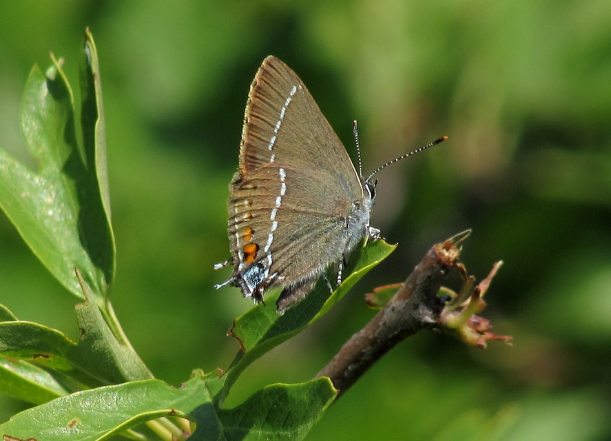 Satyrium spini - kökény-csücsköslepke