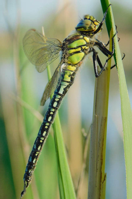 Brachytron pratense - szőrös karcsúacsa