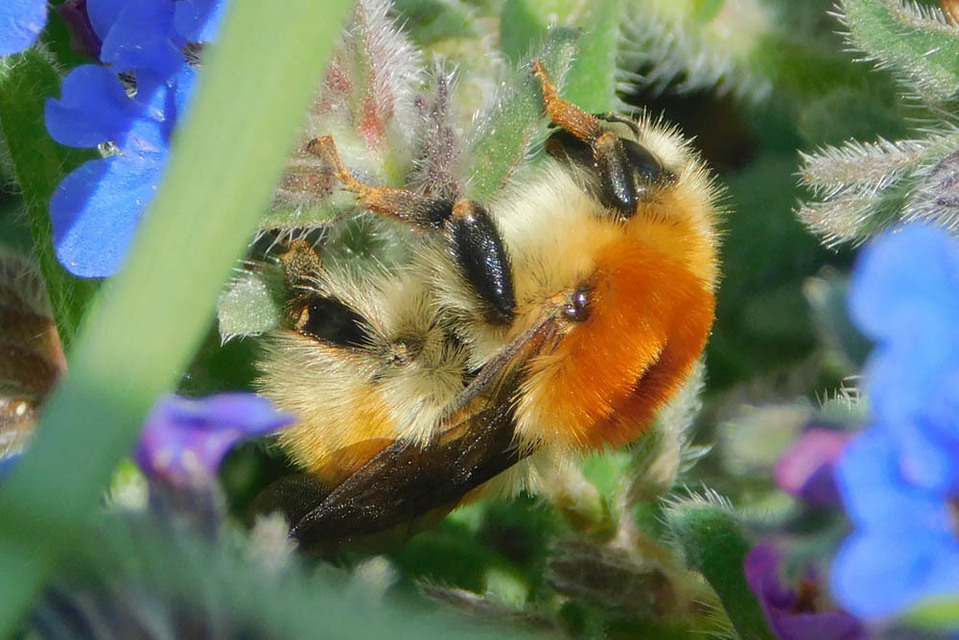 Bombus muscorum - sárga poszméh