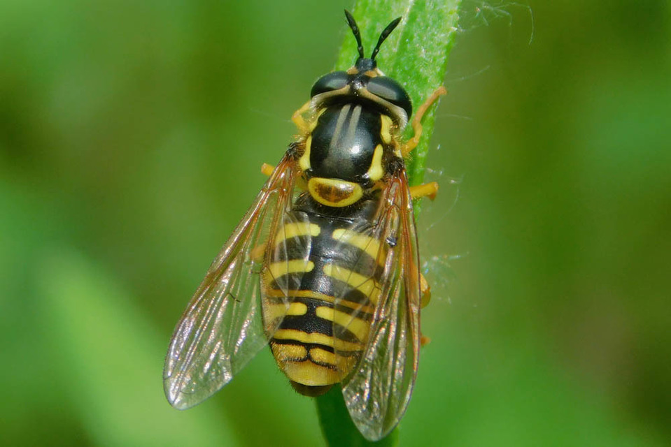 Chrysotoxum
