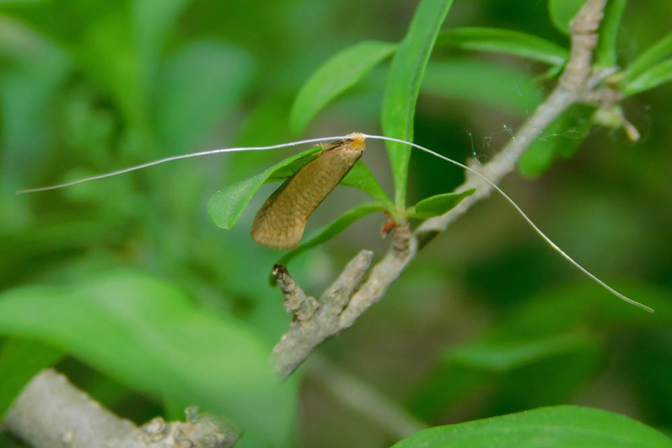 Nematopogon
