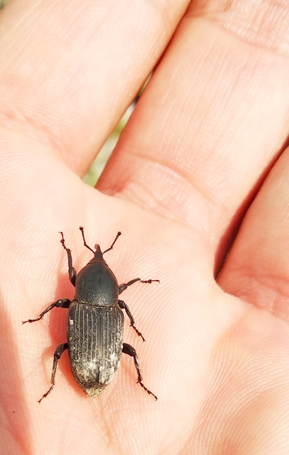 Sphenophorus abbreviatus - óriászsuzsok