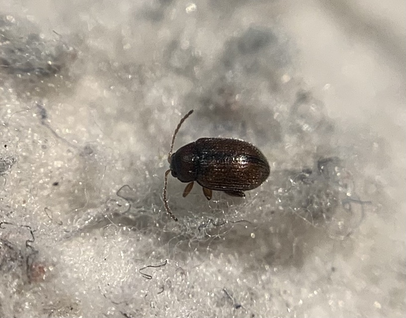 Epitrix pubescens - csucsorbolha