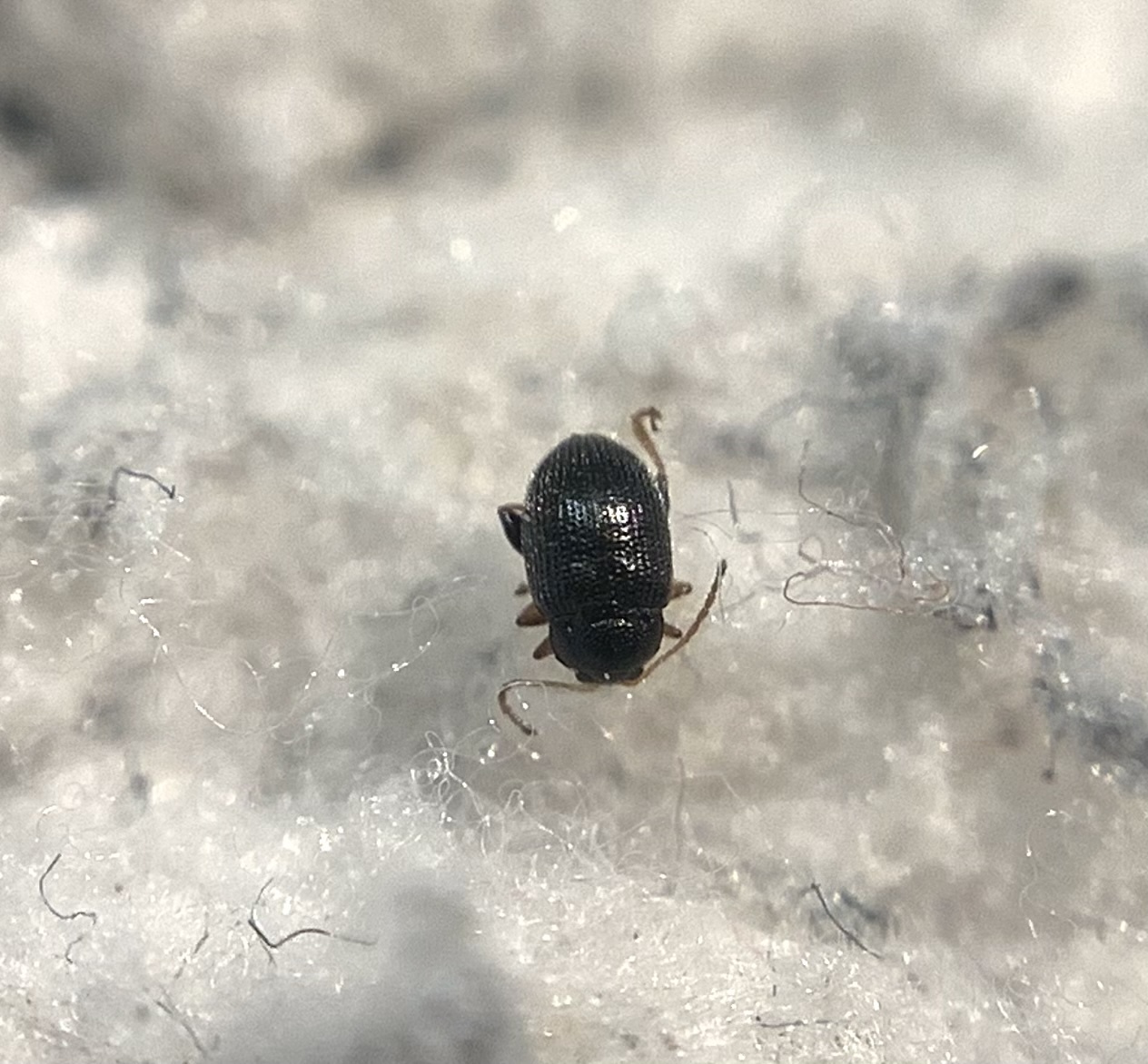 Epitrix pubescens - csucsorbolha