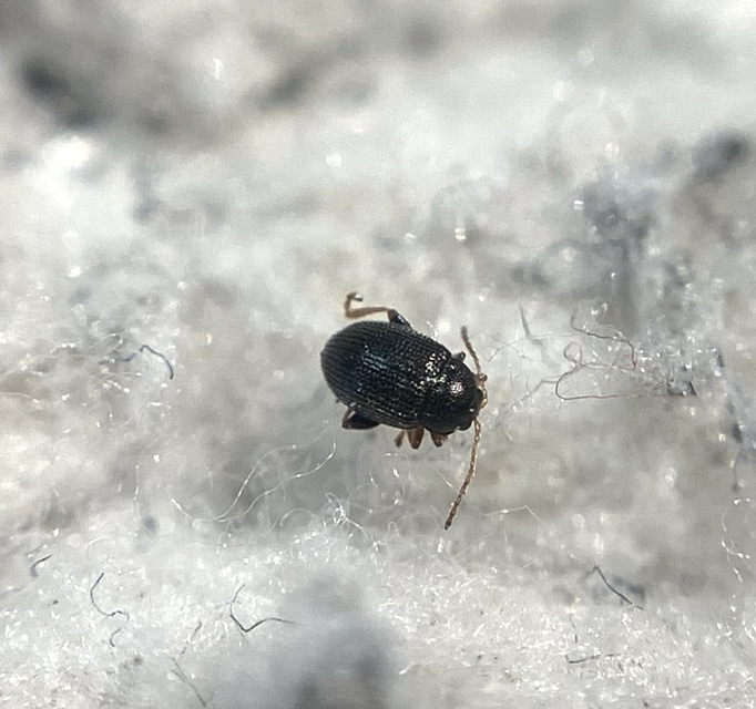 Epitrix pubescens - csucsorbolha