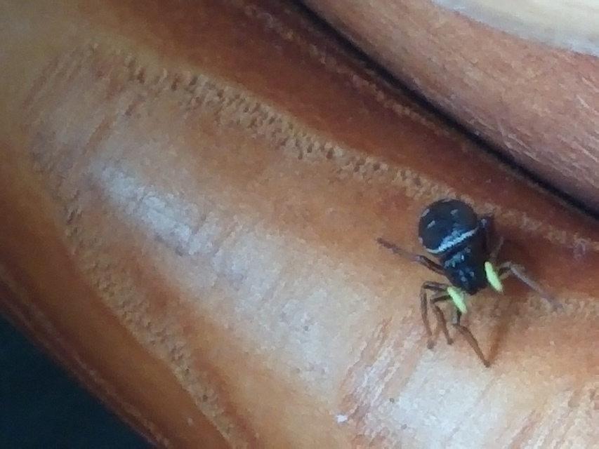 Heliophanus