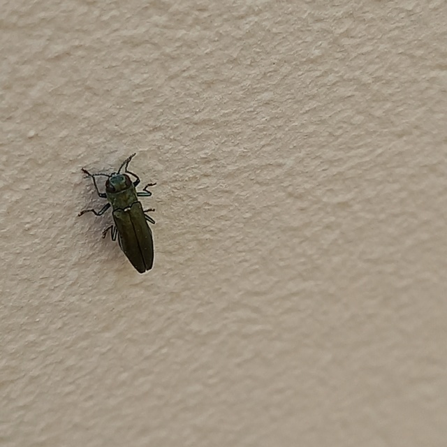 Agrilus
