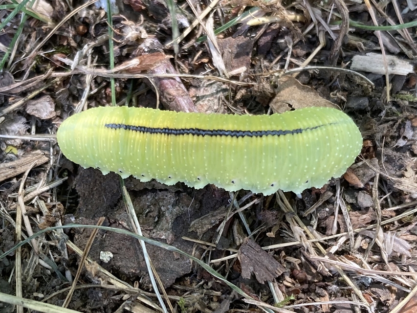 Cimbex femoratus - fekete buzogányos levéldarázs