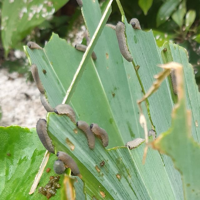 Rhadinoceraea reitteri - nagy nőszirom-levéldarázs