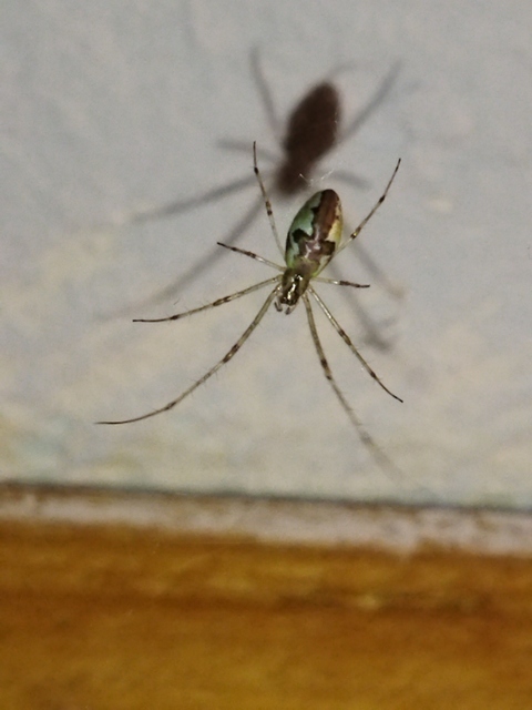 Tetragnatha