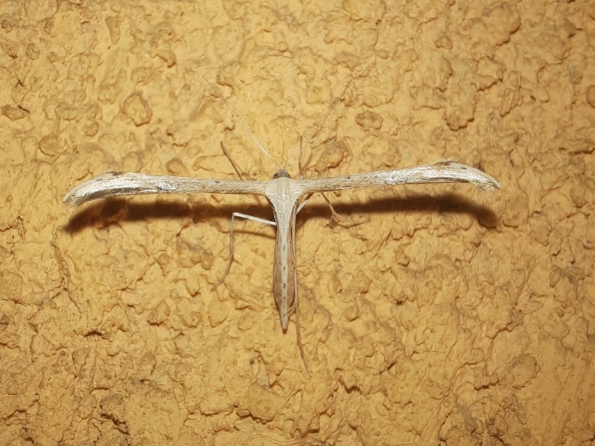 Emmelina monodactyla/argoteles
