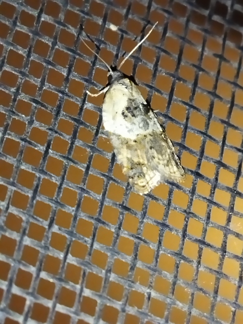 Acleris variegana - tarka levélmoly