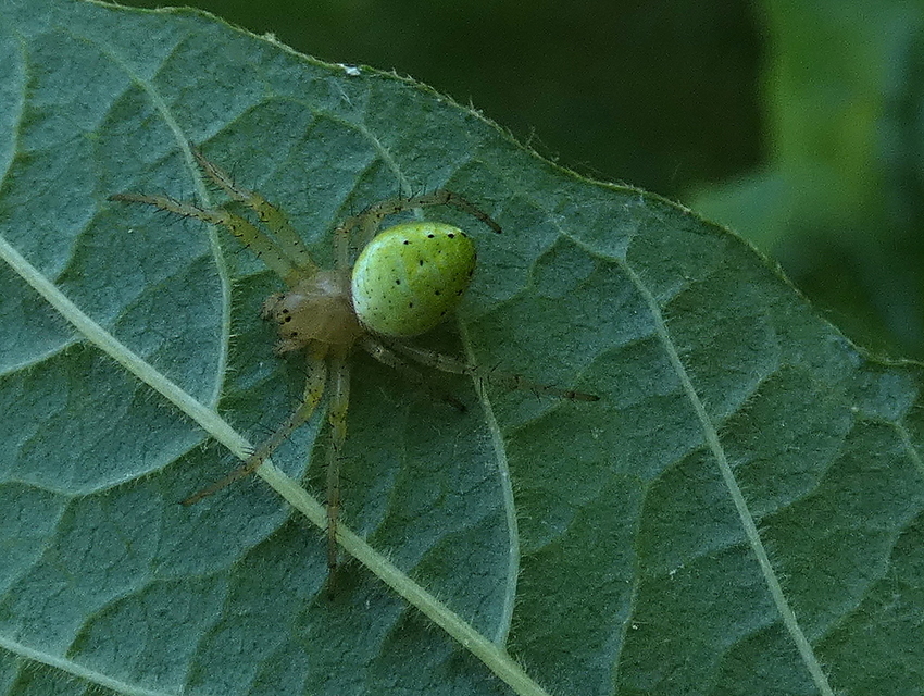 Araniella