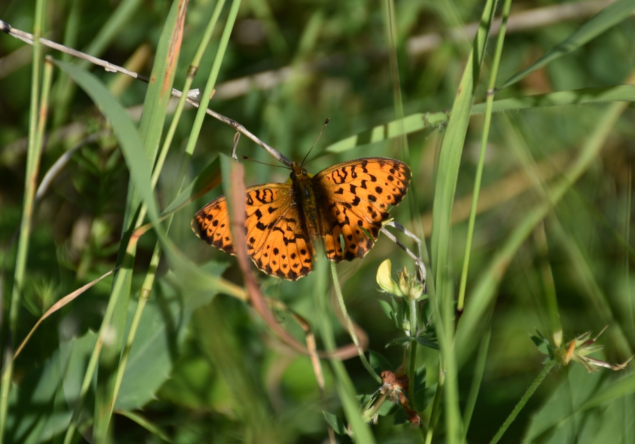 Brenthis daphne - málna-gyöngyházlepke