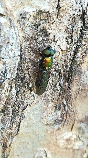 Chloromyia