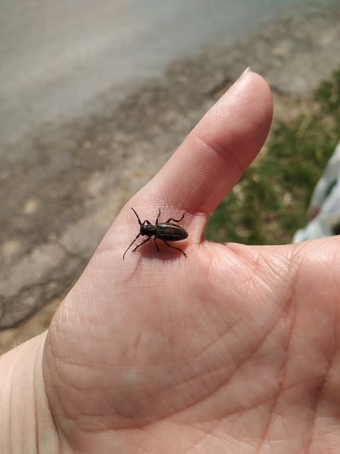 Neodorcadion bilineatum - kétsávos földicincér