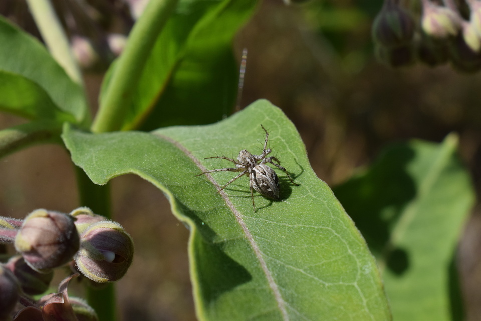 Oxyopes heterophthalmus - homoki hiúzpók