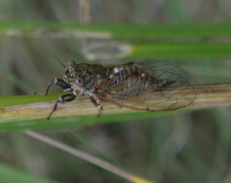 Auchenorrhyncha - Kabócák