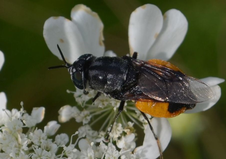 Odontomyia flavissima