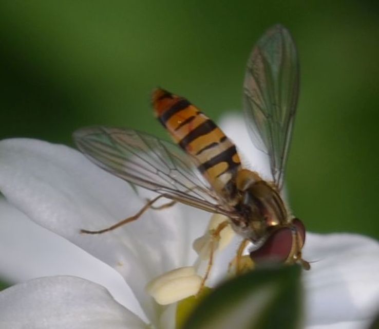 Episyrphus balteatus - ékfoltos zengőlégy