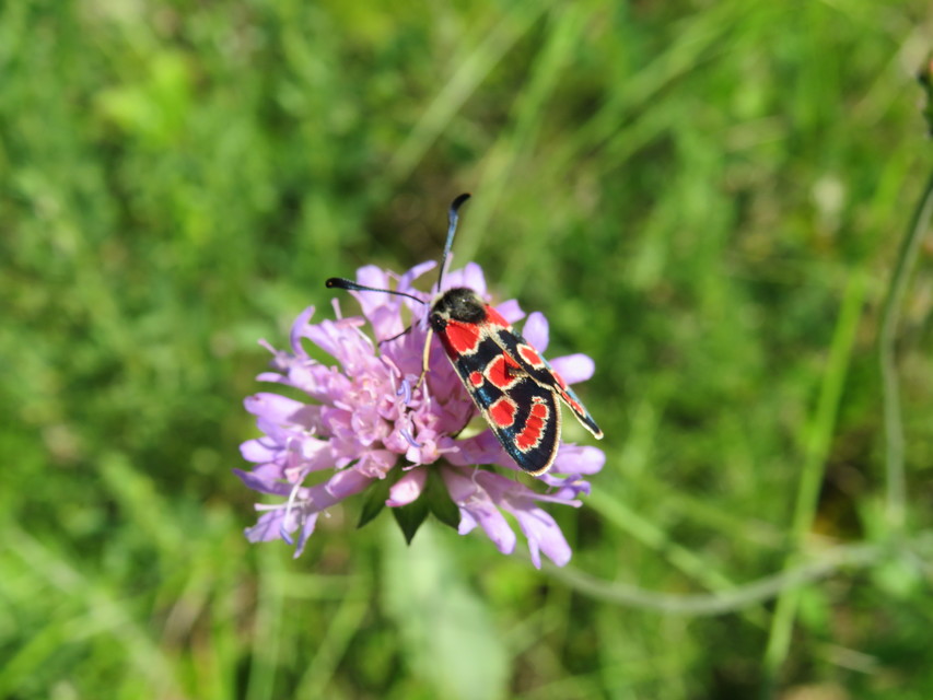 Zygaena carniolica - fehérgyűrűs csüngőlepke