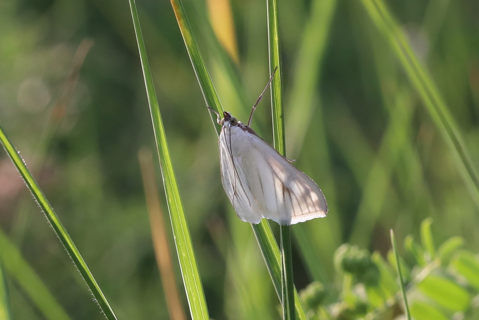 Sitochroa palealis - kénszárnyú dudvamoly