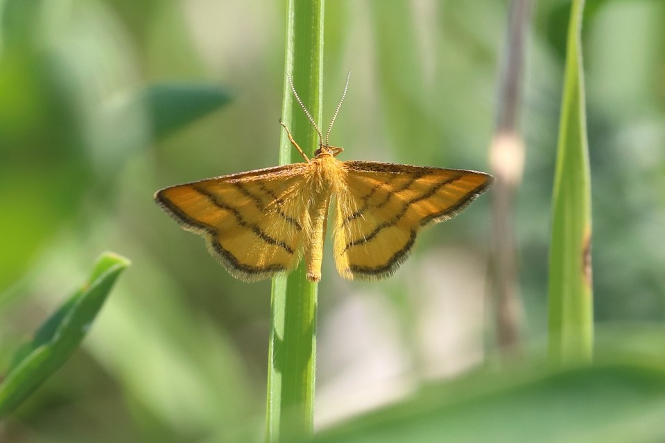 Idaea aureolaria - aranyos sávosaraszoló