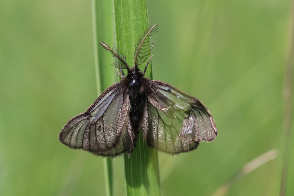 Pentophera morio - réti gyapjaslepke