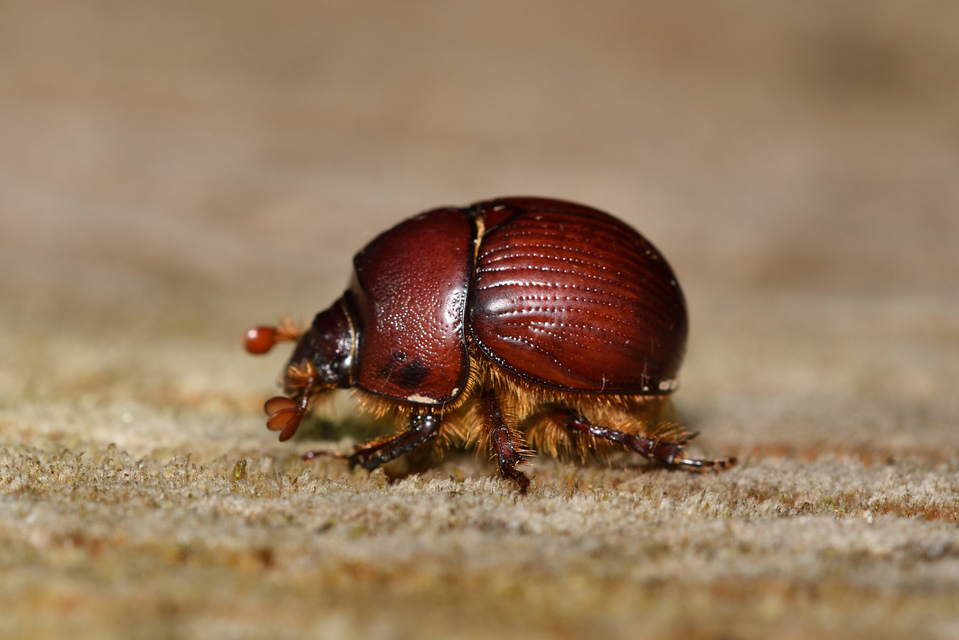 Bolbelasmus unicornis - szarvas álganéjtúró