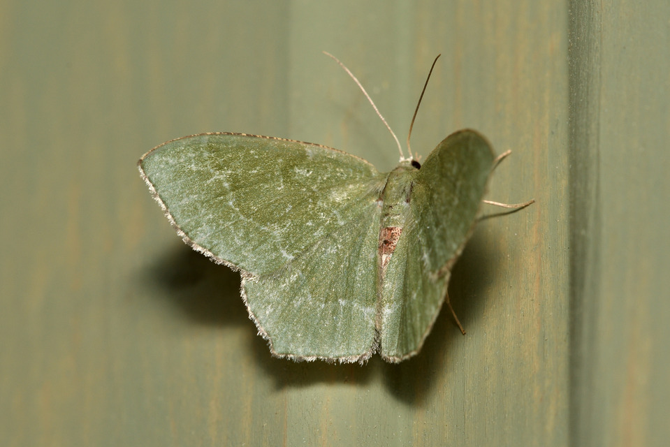 Hemithea aestivaria - nyír-zöldaraszoló